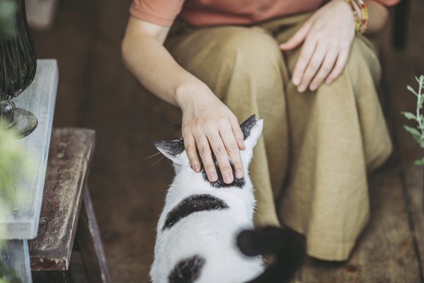 飼い主と白黒の猫