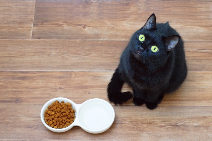 ご飯と水を前にして見上げる猫