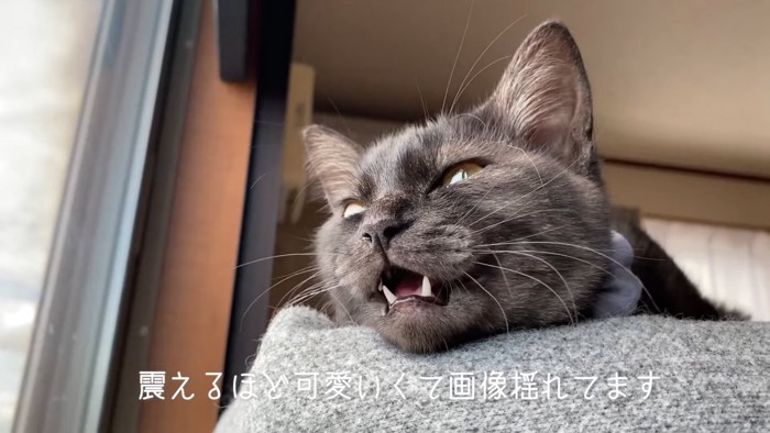 鳴いている猫の顔