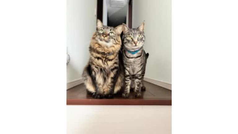 室内にいる猫