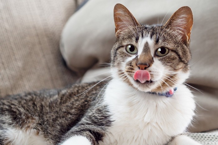 舌をペロリとしている猫