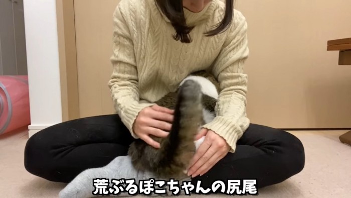 しっぽを振る猫