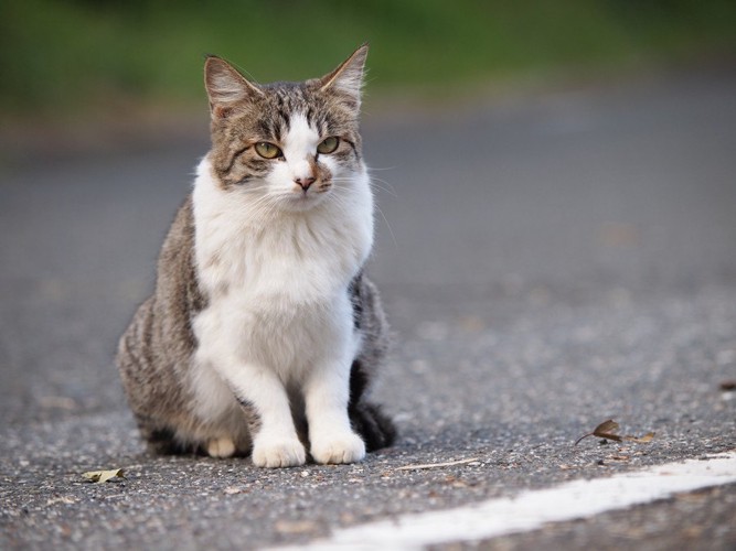 佇む猫