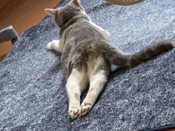 41:猫らしからぬ…