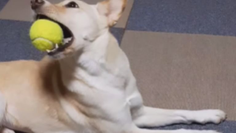 室内にいる犬