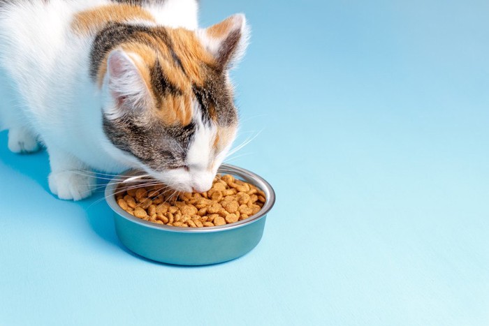 餌を食べる猫