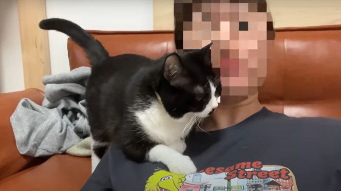 飼い主の肩に前足を乗せる猫