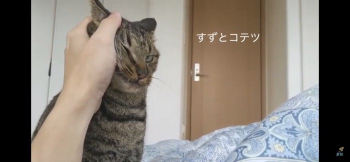 すりすりする猫