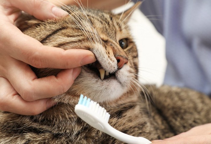 歯ブラシと茶トラの猫