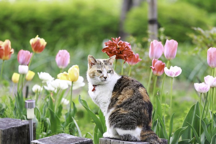 三毛猫とチューリップ