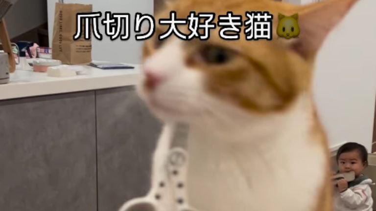 室内にいる猫