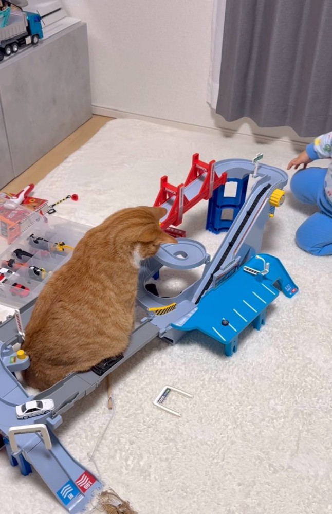 動くレールを見つめる猫