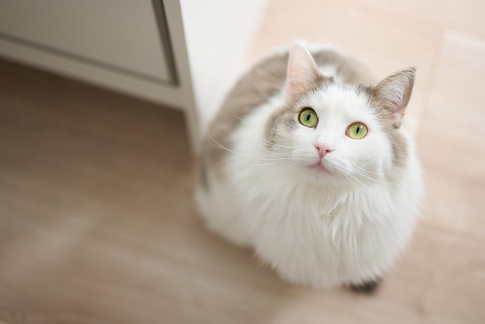 上を見上げる猫