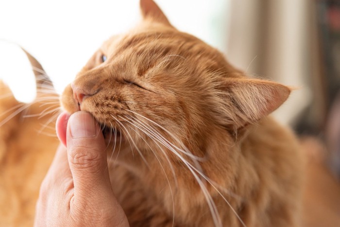 飼い主さんの指を舐める猫