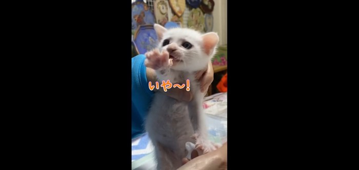 いや〜!