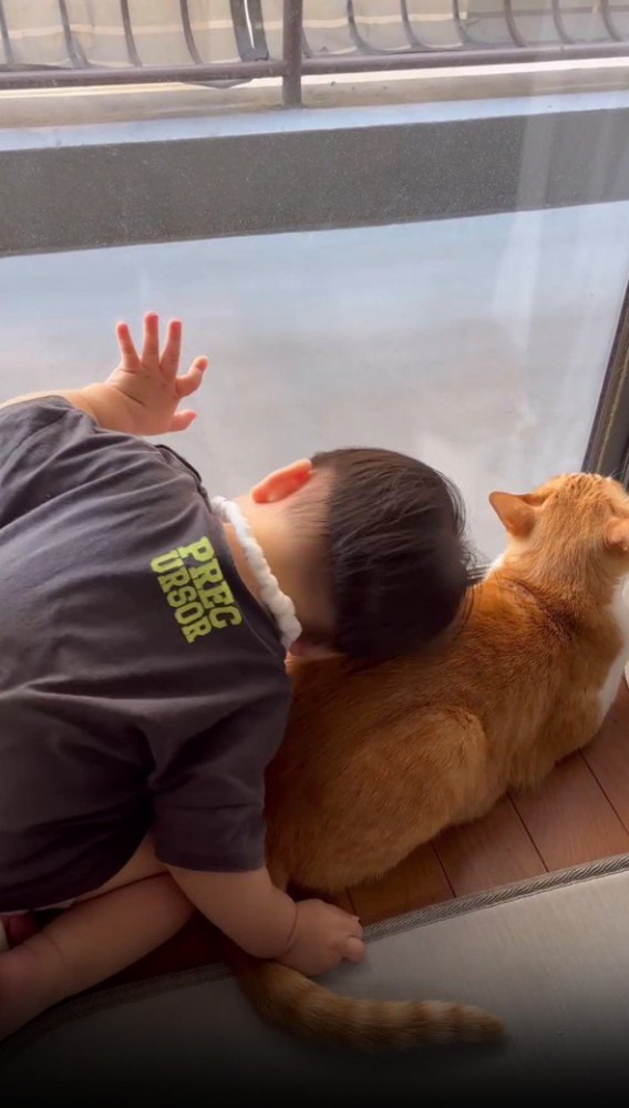猫にスリスリする赤ちゃん