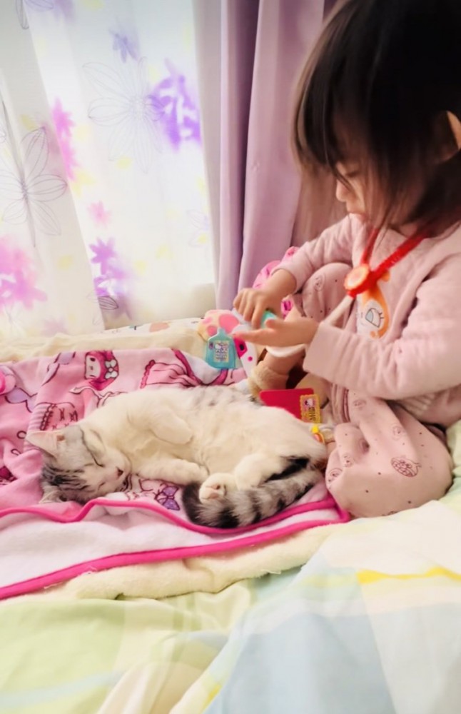 ベッドの上でお医者さんごっこをする女の子とマンチカン