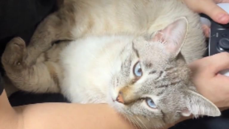 室内にいる猫
