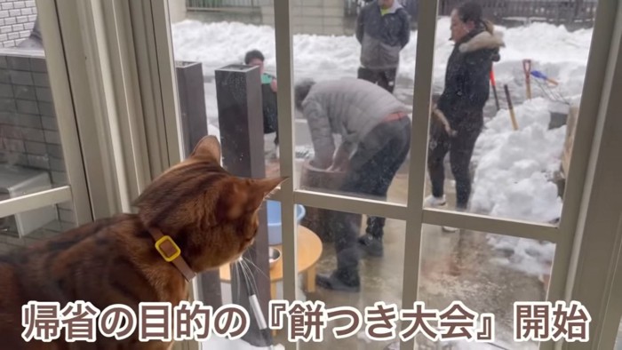 黄色の首輪の猫