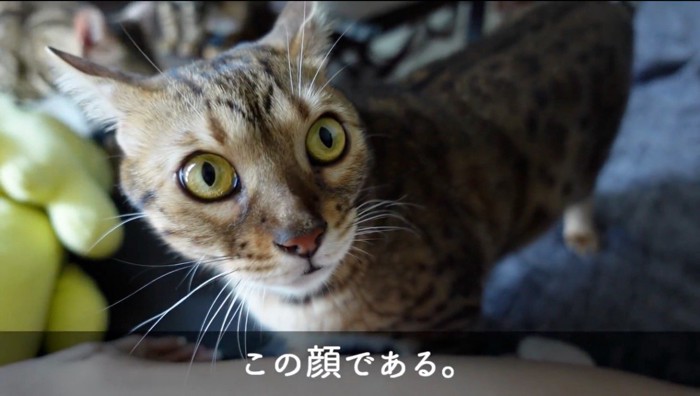 驚いた表情で飼い主を見るメスの猫