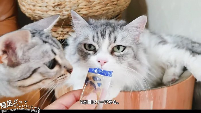 おやつを食べる猫と横から見る猫