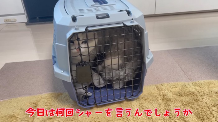 キャリーの中にいる猫