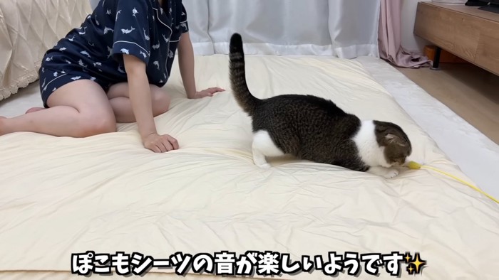 猫じゃらしで遊ぶ猫