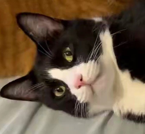 こちらを見つめる猫