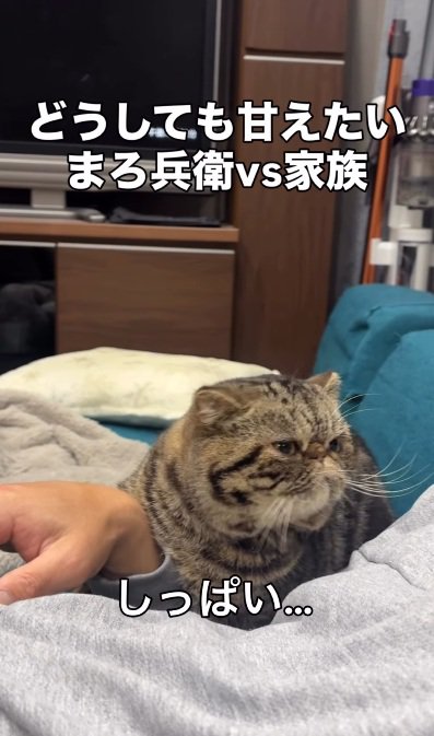 飼い主を見るブラウンクラシックタビー