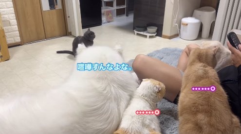 画面右を向く猫たちと左を向く犬「喧嘩すんなよ。」