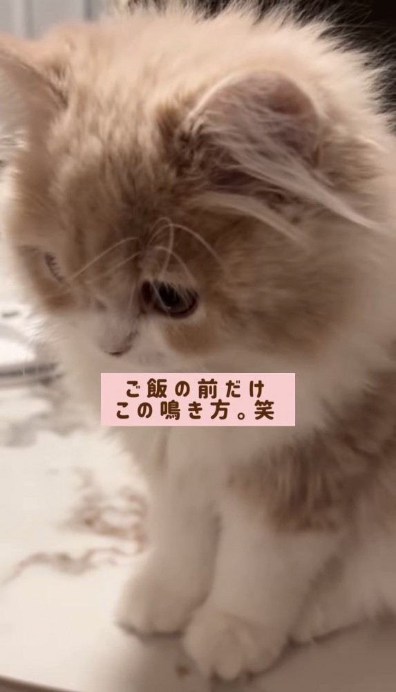 下を向く猫