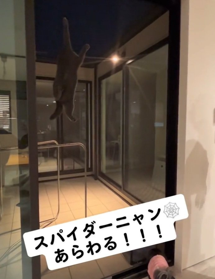 網戸を上る猫