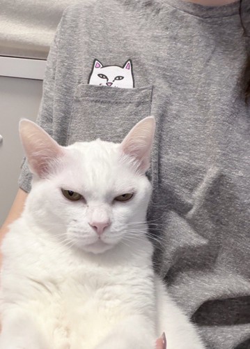 飼い主の服に書かれている猫のイラストとそっくりな表情をしている猫