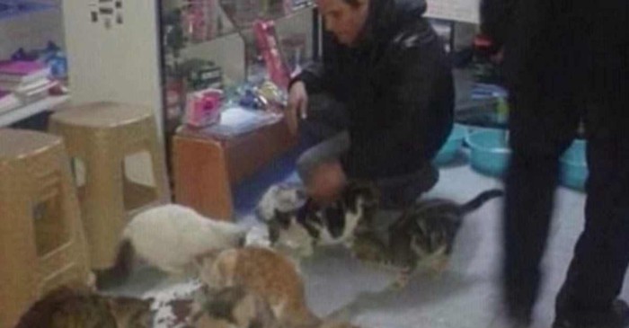 5匹の猫と男性