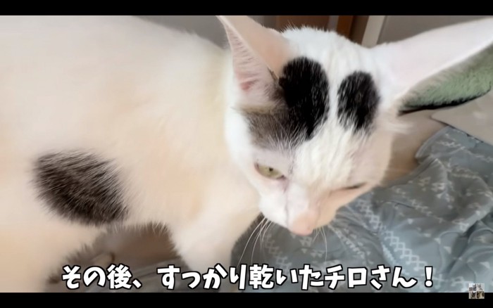 布団の上でリラックスする猫