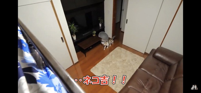 部屋に入ってくる猫