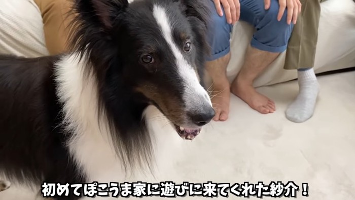 見上げる犬