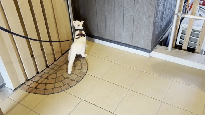 ハーネスとリードを付けた猫