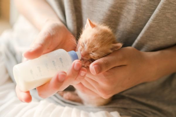 ミルクを飲む子猫