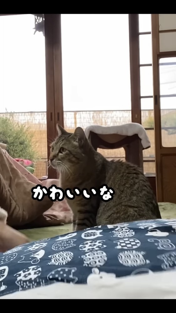 ママさんを見る猫