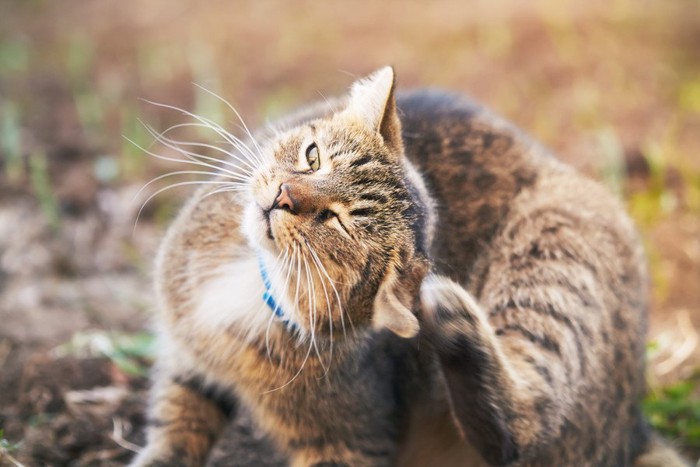 痒がる猫