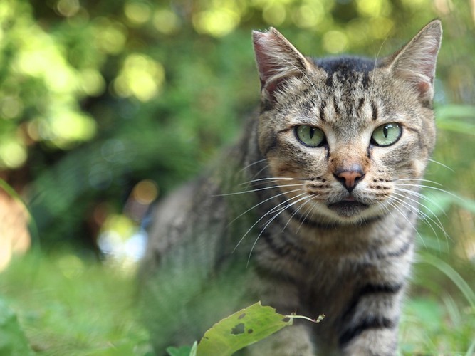 こちらを見つめる野良猫