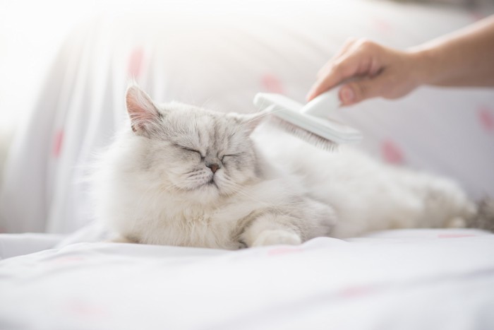 ブラッシングされて気持ちよさそうなペルシャ猫