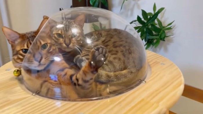 宇宙船猫ベッドにいる2匹の猫