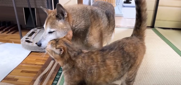 柴犬の顔にスリスリする猫