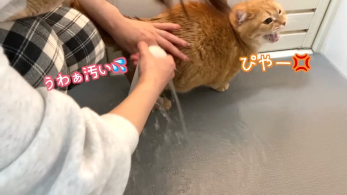 怒って鳴く猫