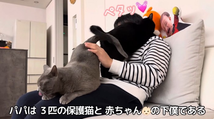 人間の膝の上に乗っている二匹の猫