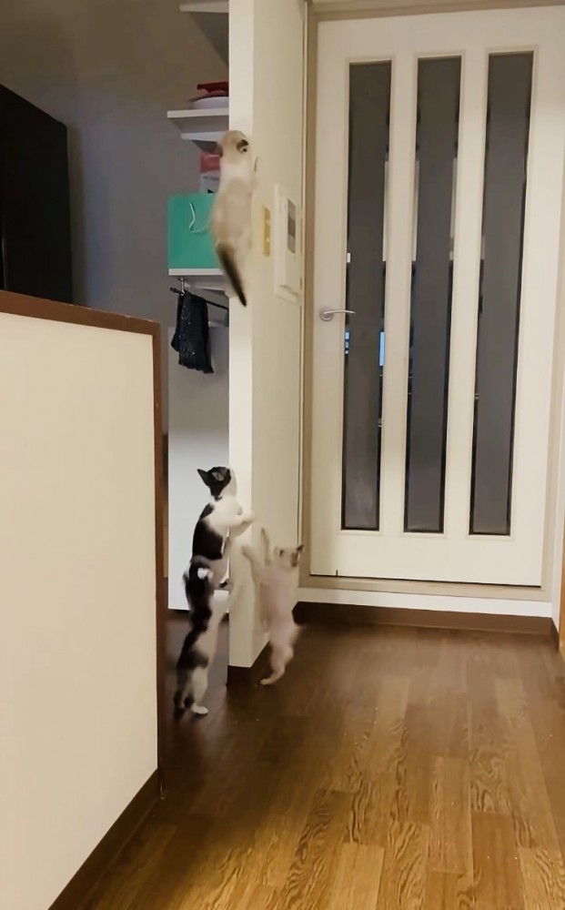 袖壁を登る4匹の子猫