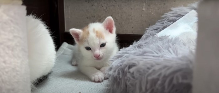 横になっている子猫