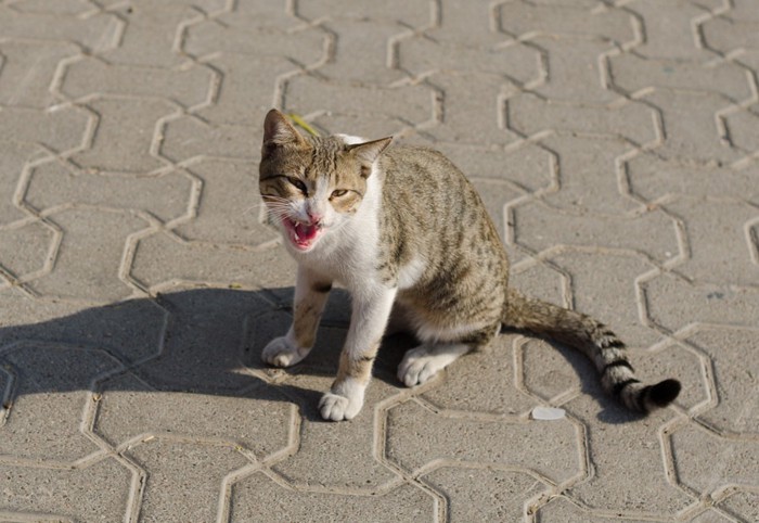 鳴いている猫